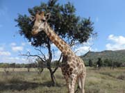 001 - Giraffe DSCN1484