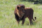 005 - Lion DSCN1491