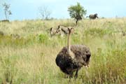 020 - Ostrich DSCN1539