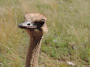 025 - Ostrich DSCN1543