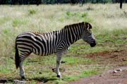 030 - Zebra DSCN1548
