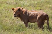 035 - Lioness IMG_0025