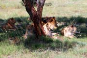 040 - Pride IMG_0036