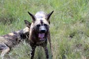 050 - Wild Dog IMG_0103