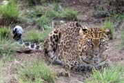 055 - Cheetah IMG_0114