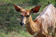 060 - Nyala IMG_0158