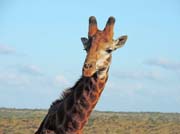 090 - Giraffe DSCN1603