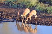 095 - Nyala IMG_0878