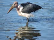 100 - Stork DSCN1578