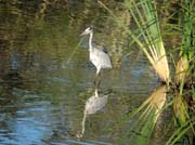107 - Egret DSCN1582