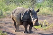110 - White Rhino DSCN1600