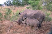 115 - White Rhinos IMG_0769