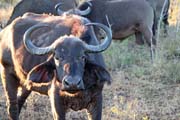 117 - Water Buffalo IMG_0799