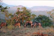 119 - Wildebeast IMG_0777