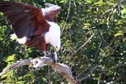 140 - Eagle IMG_0988