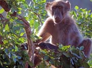 150 - Baboon DSCN1626