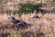 175 - Guinea Fowl IMG_1229