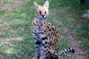 187 - Serval IMG_1282