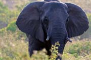 193 - Elephant IMG_1441a