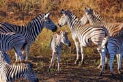 220 - Zebras IMG_1492