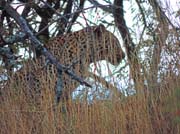 295 - Leopard Profile DSCN1922a